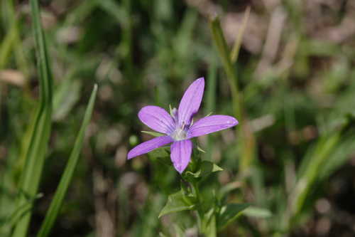 Triodanis perfoliata #3